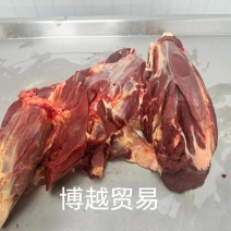 马腱子303厂马前腱马后腱可发样品精修无油