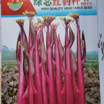 菜苔种子绿心红钓杆早熟绿心苔粗鲜红色脆甜品质好