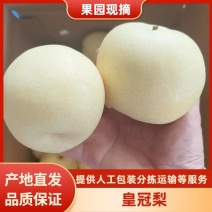 皇冠梨河北产地精品皇冠梨超市直供代收代储