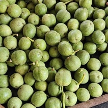 杂果手摘棍打大量有货电商来量大货好精品