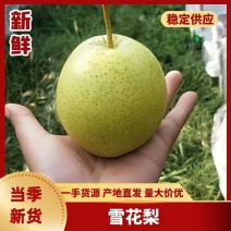 [牛]赵县雪花梨优质雪花梨商超供应量大代收代储