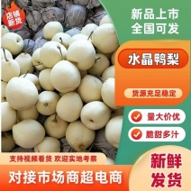 河北皇冠梨一级二级皇冠梨产地直销质优价廉