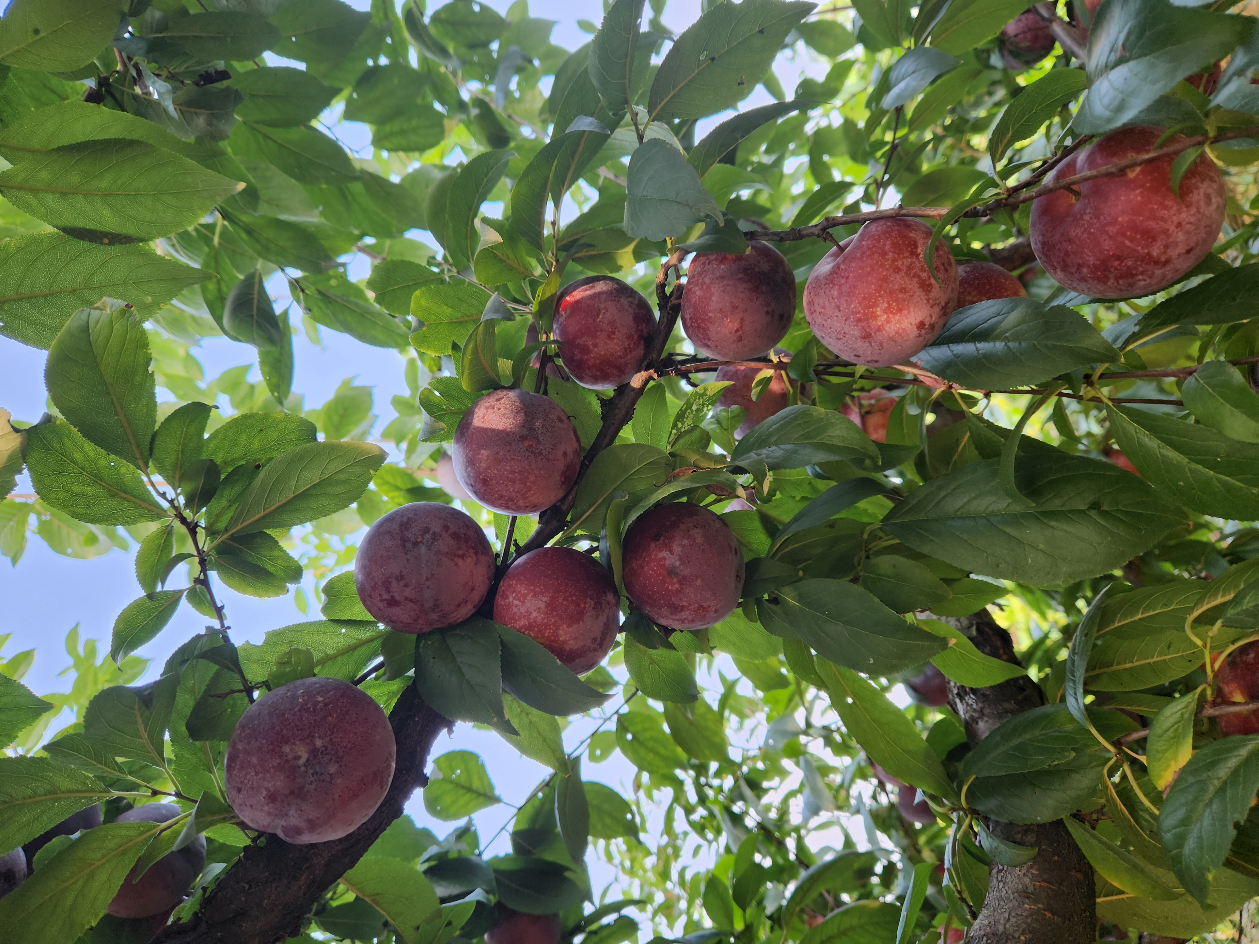 新疆果园中的黑布林李子树