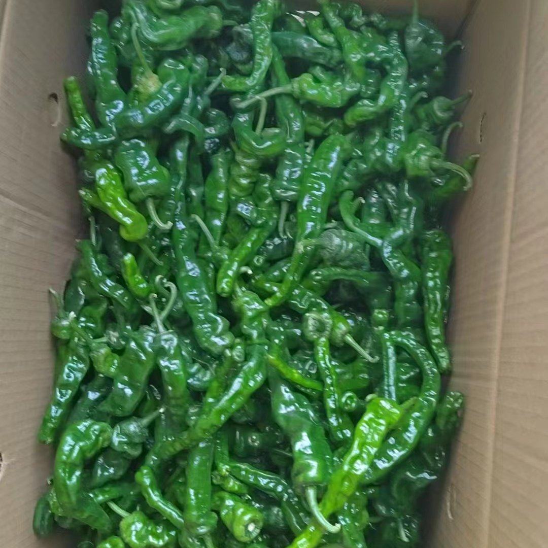 [皱皮椒批发]陕西渭南大荔县鲜辣椒 0.40元/斤皱皮辣椒大量上 _ 一亩田