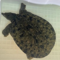 纯野甲鱼