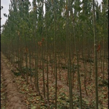 丝绵木树