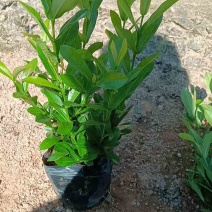 小叶龙船花7斤袋，盆苗低价出售