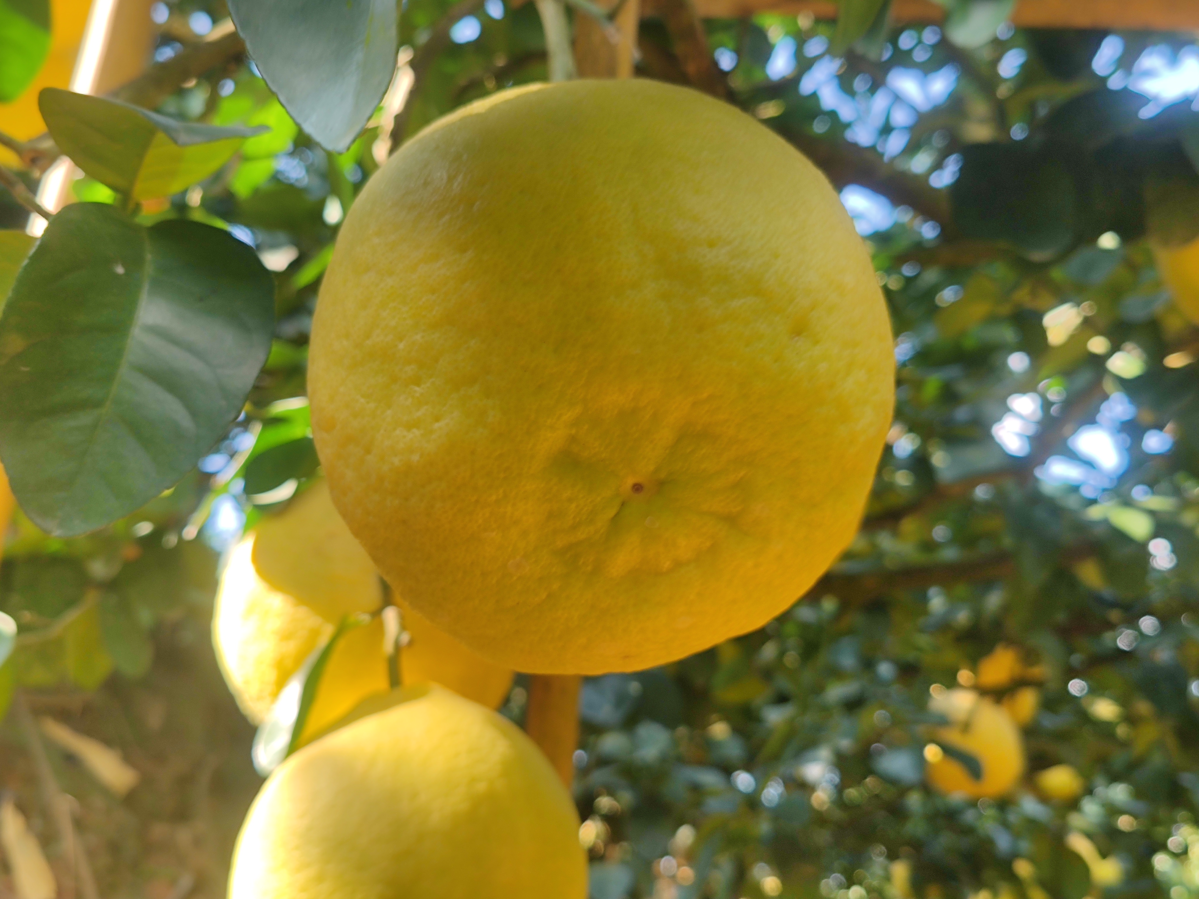 一张高清特写图片,展示一个成熟沙田柚的金黄色果皮和微微光泽的表面,背景为自然果园环境 沙田柚果实特写