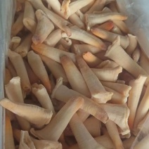 象拔蚌，价格便宜，品质保证，货源充足，规格齐全，欢迎咨询