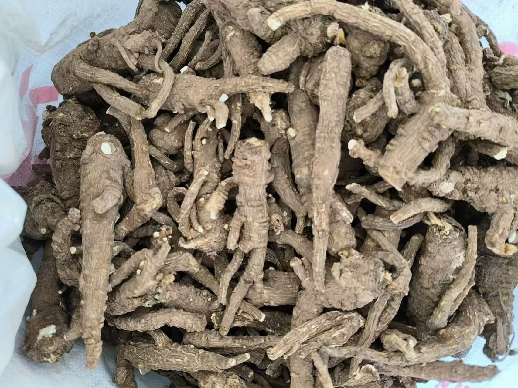 显微镜下的白芷根部横切面图像,清晰显示维管束分布,中央为木质部,外围为韧皮部,中间一层连续的环形细胞即为形成层,呈规则圆形排列,细胞排列紧密,染色较深,标识明显 白芷根部横切面显微结构图示