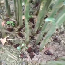 阳荷