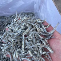 海燕鱼带头无头都有规格齐全各种各样种类品质好