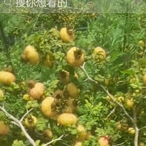 新鲜刺梨，健康美味，**特惠！