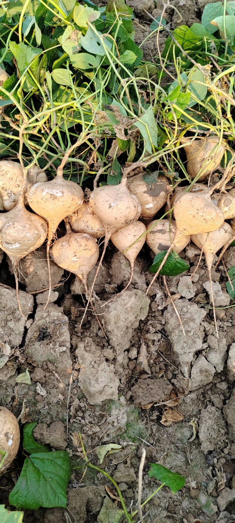 凉薯/豆薯/湖北地瓜/市场货/电商货/工厂货/万亩基地