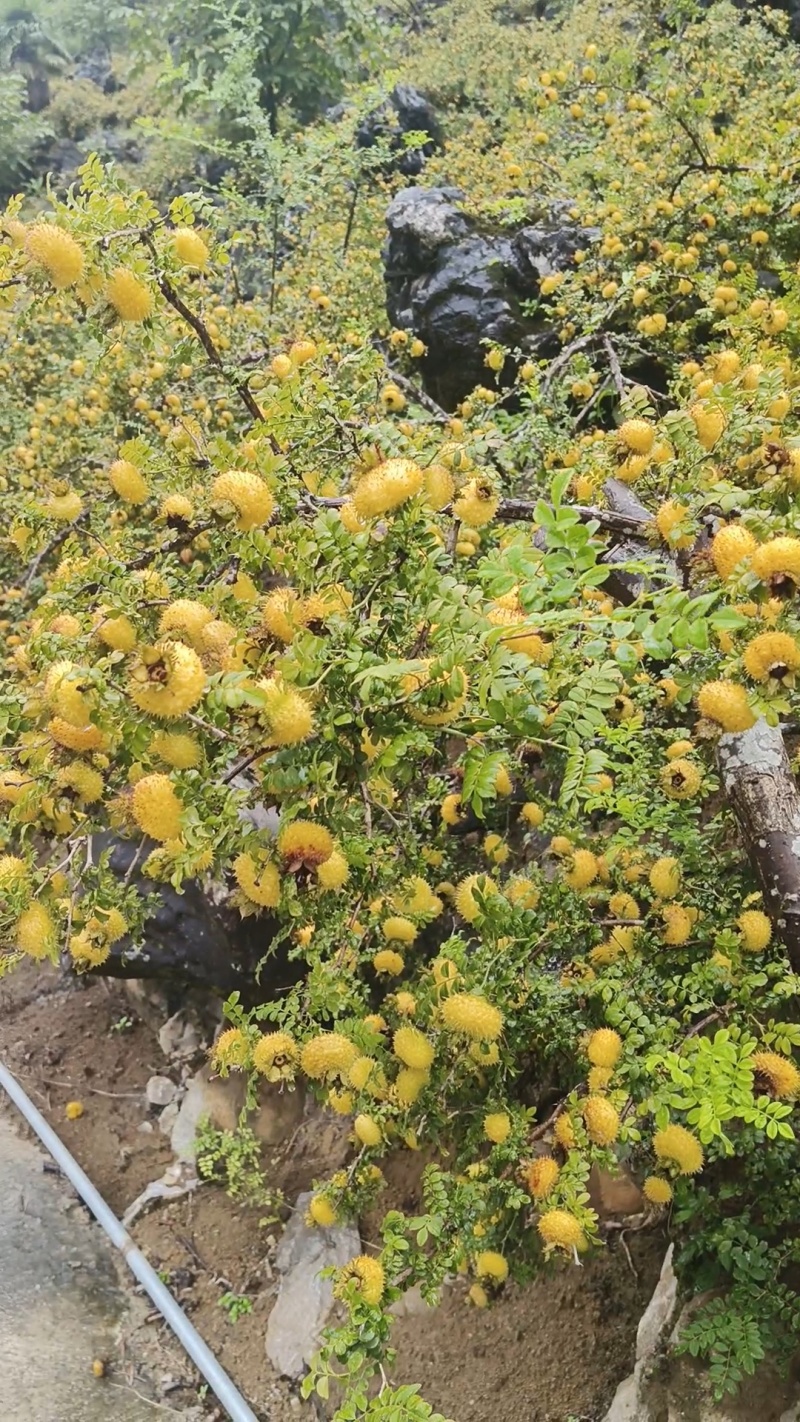 刺梨产地哪里最好_四种人不宜吃刺梨 刺梨产地那边最好_四种人不宜吃刺梨（刺梨哪里产的最好） 磁力资讯