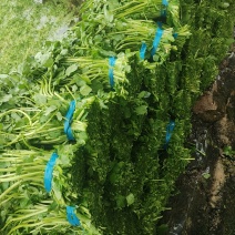 西洋菜，种苗供应批发价格