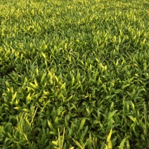 海南草坪批发大叶油草台湾草马尼拉草三亚草坪批发