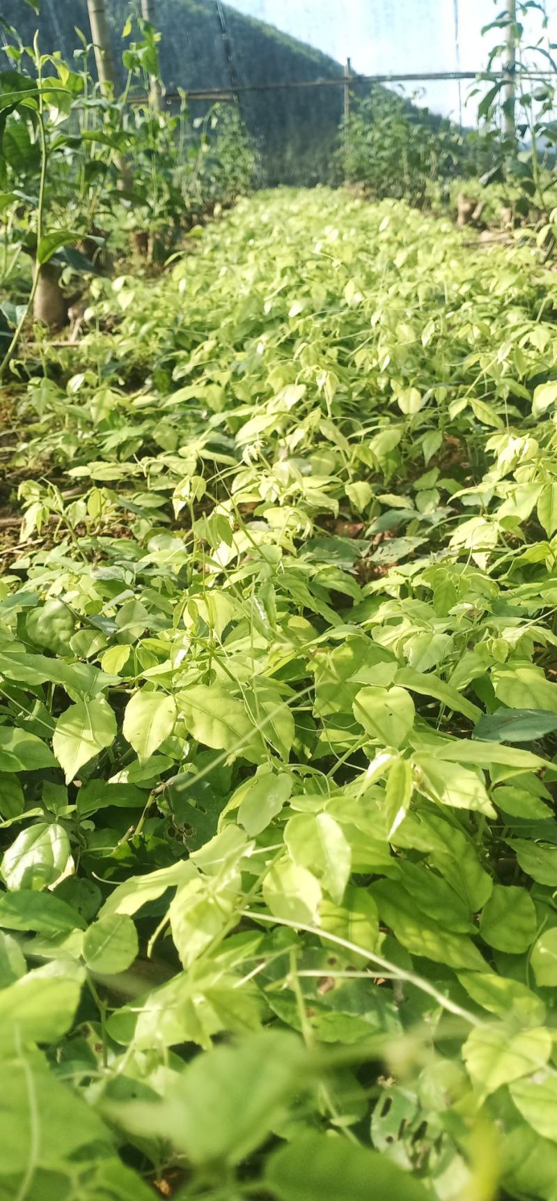 浙江三叶青种植基地图片