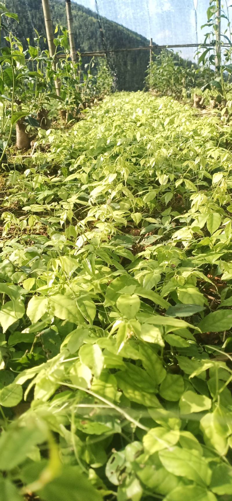 浙江三叶青种植基地图片