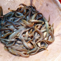 泥鳅苗，台弯鳅，青秋苗，，基地直供，全程技朮跟踪服务