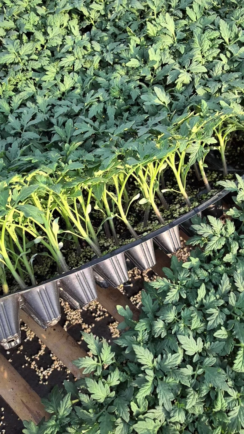 花生圣女果苗红花生黄花生紫花生小番茄苗抗病毒糖度高