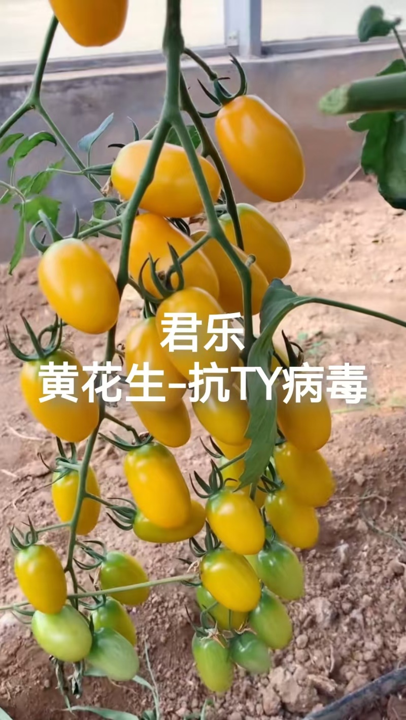 花生圣女果苗红花生黄花生紫花生小番茄苗抗病毒糖度高