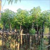 重阳木5～15公分产地直发规格齐全质量保证