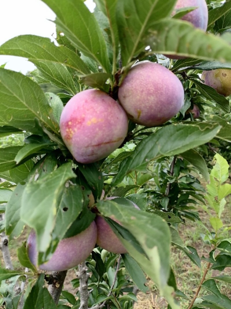 吉林长春农安县李子 1.50元/斤吉盛李子