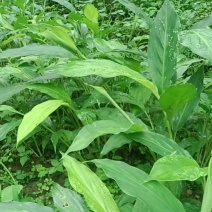 草果苗