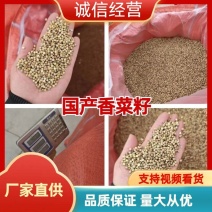 国产一级香菜籽
