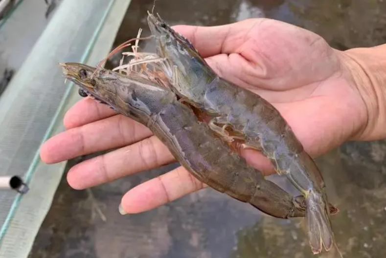 南美白对虾与中国对虾形态对比图