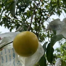 黄晶果