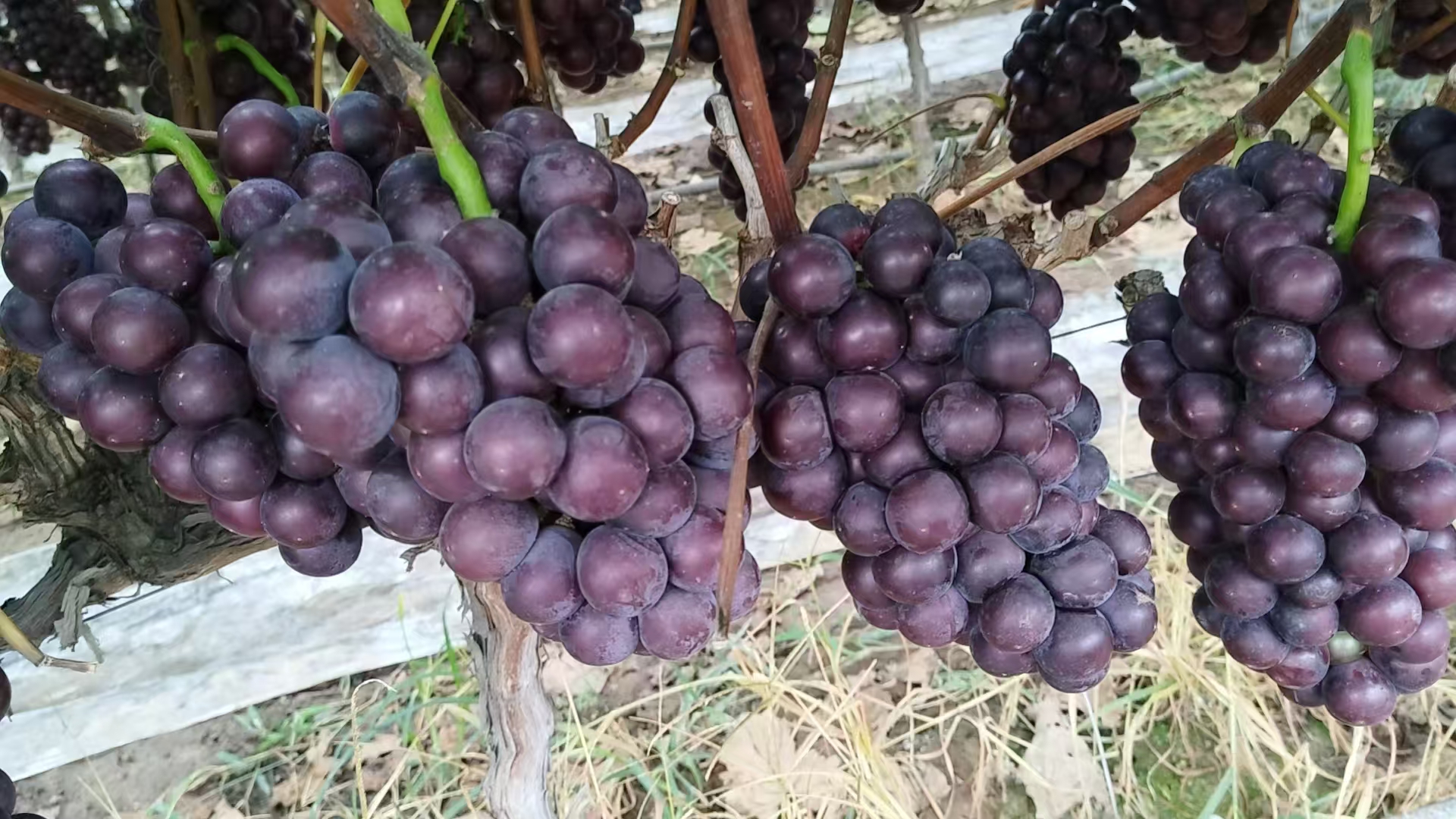 新鲜巨峰葡萄串特写