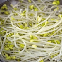 大量批发豆芽，绿豆芽，大小黄豆芽，小豆头