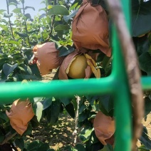秋月梨果品一级纯甜水分足欢迎新老客户前来采购！