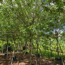 黄槐2～10公分产地直发规格齐全质量保证
