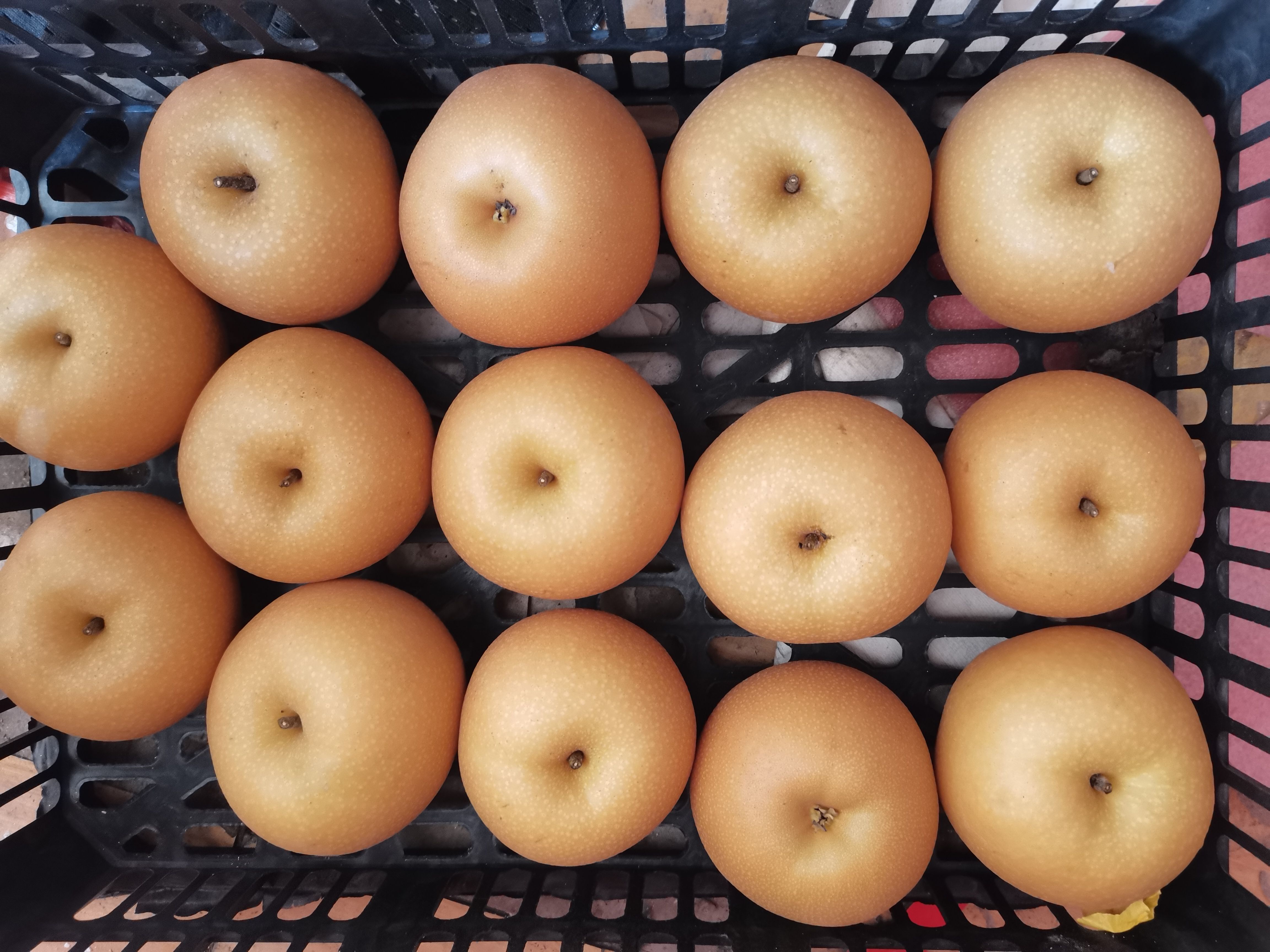 秋月梨果园全景:山东平度市的秋月梨种植基地,绿意盎然的梨园中挂满果实 秋月梨果园全景