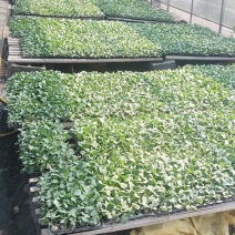 纯进口耐寒优秀西兰花苗进口基质育苗无病病虫害。量大优惠