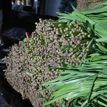 精品韭菜头茬二茬韭菜基地直发一手货源可视频看货
