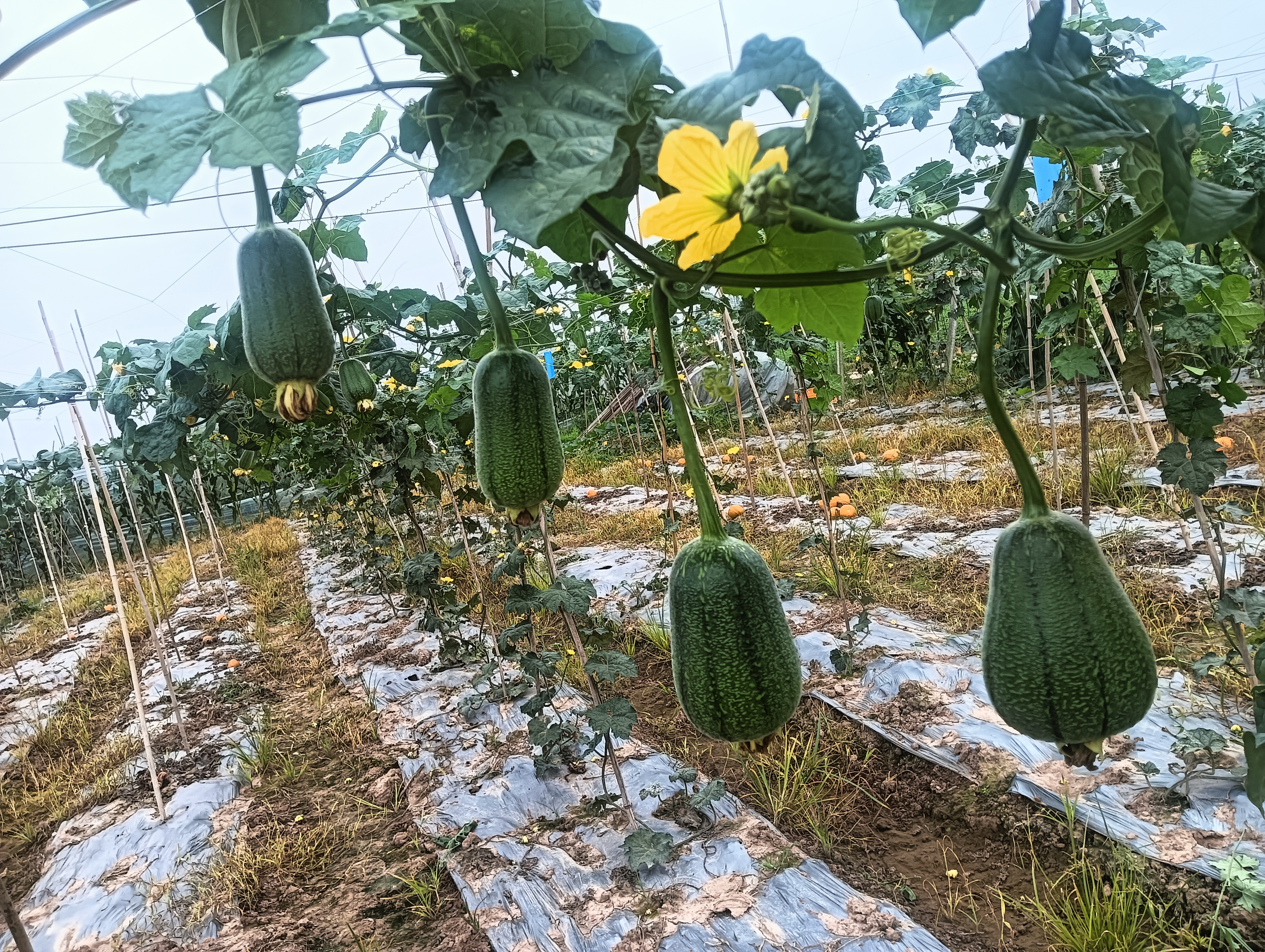 田间种植的带棱角丝瓜藤蔓缠绕,果实挂满枝头,阳光照射下呈现鲜亮绿色 带棱角丝瓜在田间生长图
