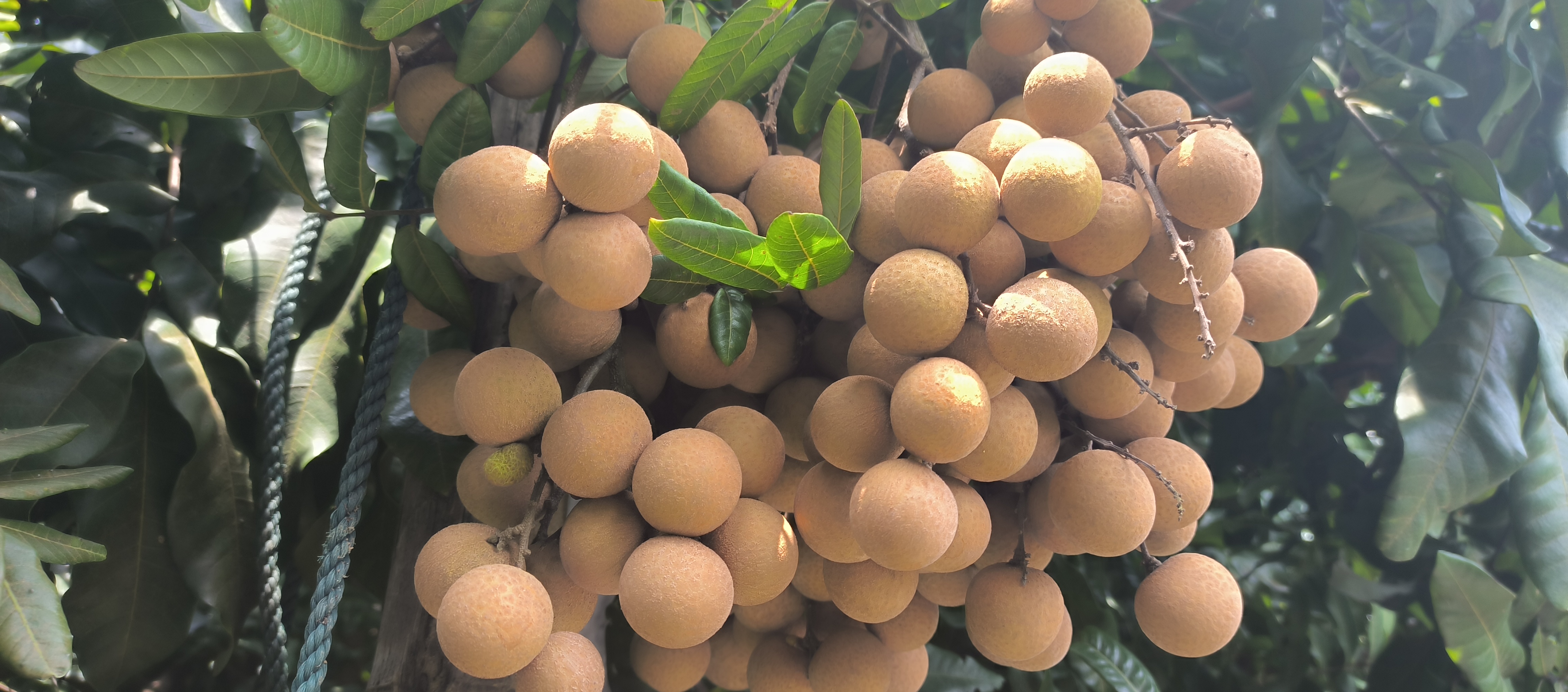 储良龙眼整串果实特写