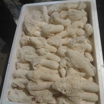 竹荪菌