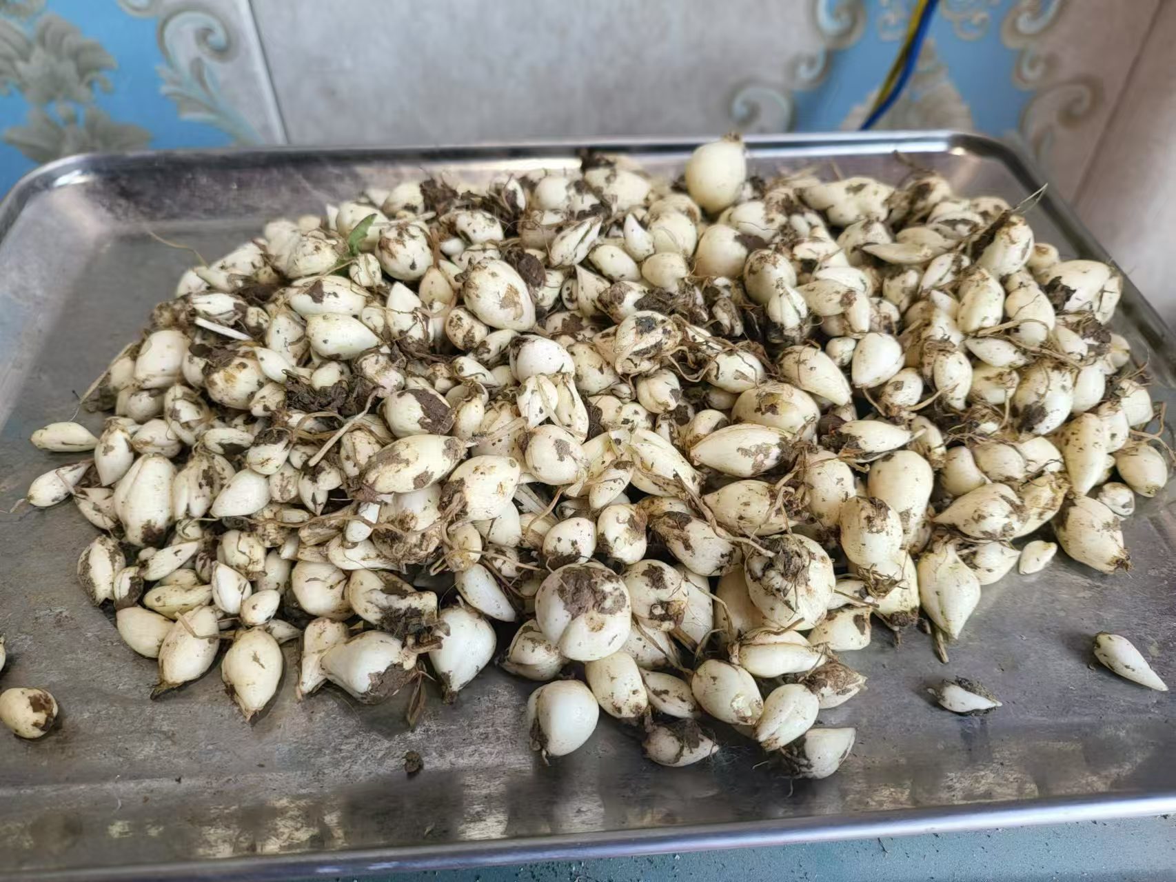 市场上的野生川贝母成品展示