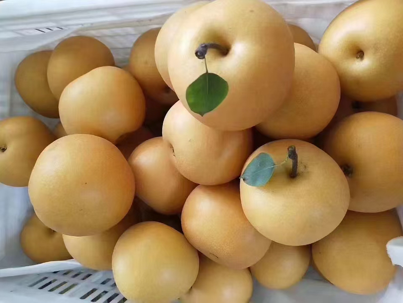 现代化果园中的黄金梨树挂满果实