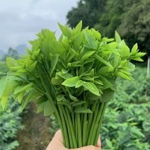 树仔菜益肝菜自产自销现摘现发一手货源