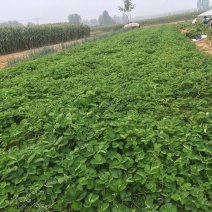 草莓苗苗圃基地大量批发各种草莓苗草莓秧苗