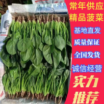 【精品菠菜】大叶菠菜基地直发常年供应全国发货值得信