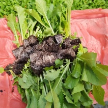 秋绿60苗好无病寻找诚信合作商家