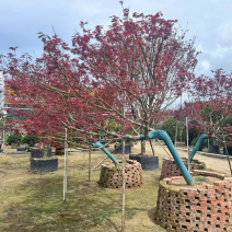 斜飘红枫15～22公分产地直发规格齐全质量保证