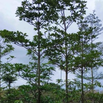 杜英5～15公分产地直发规格齐全质量保证